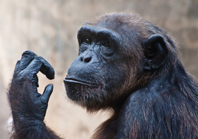 Zoo in Colombo