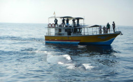 Mirissa Whale Watching