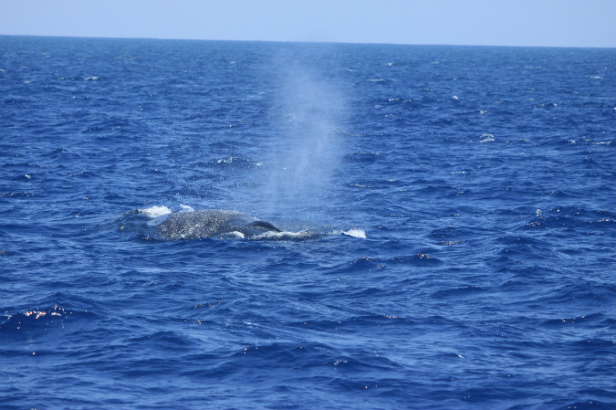 Mirissa Whale Watching