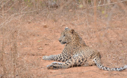 Yala National Park